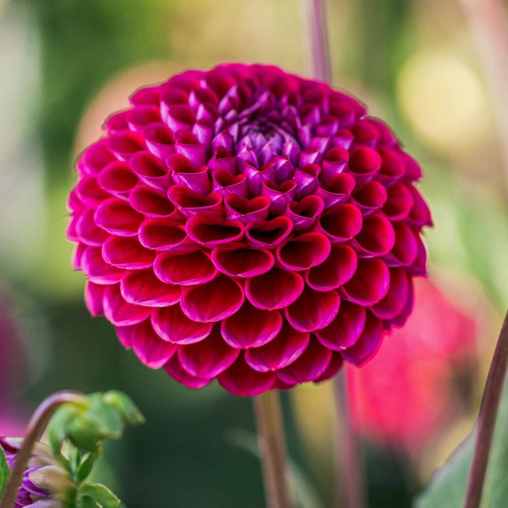 Dahlia 'Jowey Arenda'